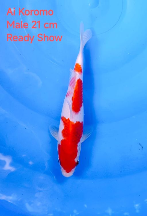 Lelang Koi Online, Jual Beli Ikan Koi, Pusat Jual Beli Koi, Info Lelang Koi Hari Ini, Platform Jual Beli Koi, Jual Beli Ikan Koi Online, Marketplace Ikan Koi, Jual Koi Terbaik, Tempat Beli Koi Berkualitas, Pasar Ikan Koi Online Terpercaya, Penjual Ikan Koi Terpercaya, Beli Koi Hias Online, Ikan Koi untuk Dijual, Koi Kualitas Terbaik, Toko Online Ikan Koi, Koi Hias Untuk Dijual, Jual Beli Ikan Koi Lokal, Koi Indonesia Online, Pusat Jual Beli Koi Terbesar