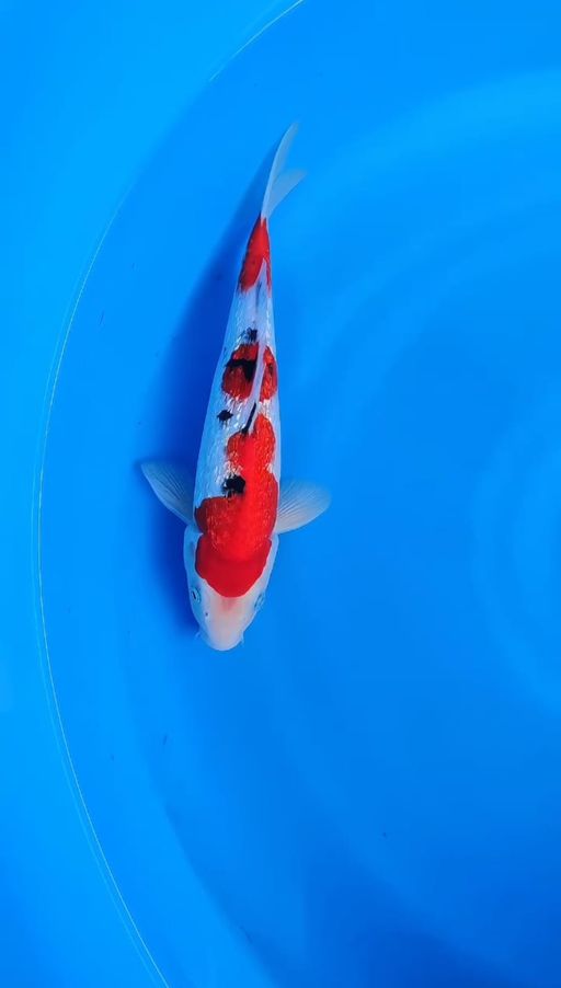 Lelang Koi Online, Jual Beli Ikan Koi, Pusat Jual Beli Koi, Info Lelang Koi Hari Ini, Platform Jual Beli Koi, Jual Beli Ikan Koi Online, Marketplace Ikan Koi, Jual Koi Terbaik, Tempat Beli Koi Berkualitas, Pasar Ikan Koi Online Terpercaya, Penjual Ikan Koi Terpercaya, Beli Koi Hias Online, Ikan Koi untuk Dijual, Koi Kualitas Terbaik, Toko Online Ikan Koi, Koi Hias Untuk Dijual, Jual Beli Ikan Koi Lokal, Koi Indonesia Online, Pusat Jual Beli Koi Terbesar