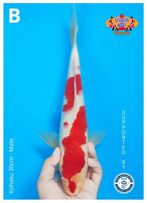 Lelang Koi Online, Jual Beli Ikan Koi, Pusat Jual Beli Koi, Info Lelang Koi Hari Ini, Platform Jual Beli Koi, Jual Beli Ikan Koi Online, Marketplace Ikan Koi, Jual Koi Terbaik, Tempat Beli Koi Berkualitas, Pasar Ikan Koi Online Terpercaya, Penjual Ikan Koi Terpercaya, Beli Koi Hias Online, Ikan Koi untuk Dijual, Koi Kualitas Terbaik, Toko Online Ikan Koi, Koi Hias Untuk Dijual, Jual Beli Ikan Koi Lokal, Koi Indonesia Online, Pusat Jual Beli Koi Terbesar