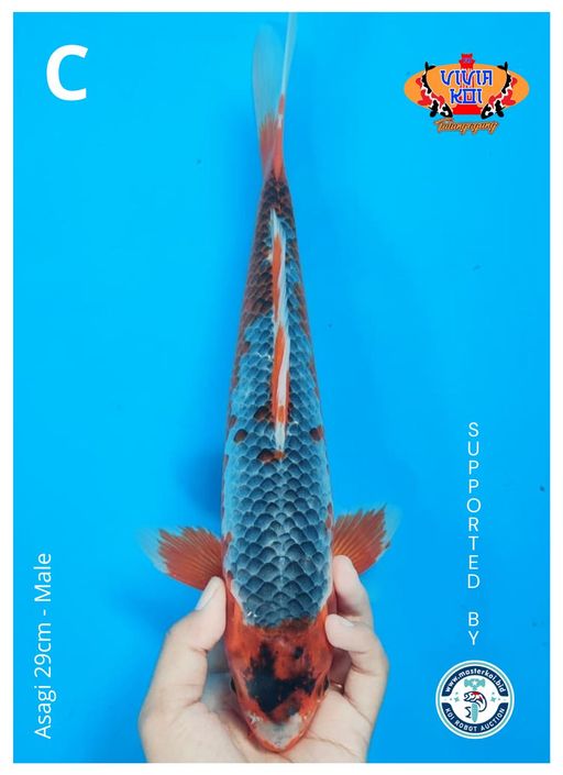 Lelang Koi Online, Jual Beli Ikan Koi, Pusat Jual Beli Koi, Info Lelang Koi Hari Ini, Platform Jual Beli Koi, Jual Beli Ikan Koi Online, Marketplace Ikan Koi, Jual Koi Terbaik, Tempat Beli Koi Berkualitas, Pasar Ikan Koi Online Terpercaya, Penjual Ikan Koi Terpercaya, Beli Koi Hias Online, Ikan Koi untuk Dijual, Koi Kualitas Terbaik, Toko Online Ikan Koi, Koi Hias Untuk Dijual, Jual Beli Ikan Koi Lokal, Koi Indonesia Online, Pusat Jual Beli Koi Terbesar