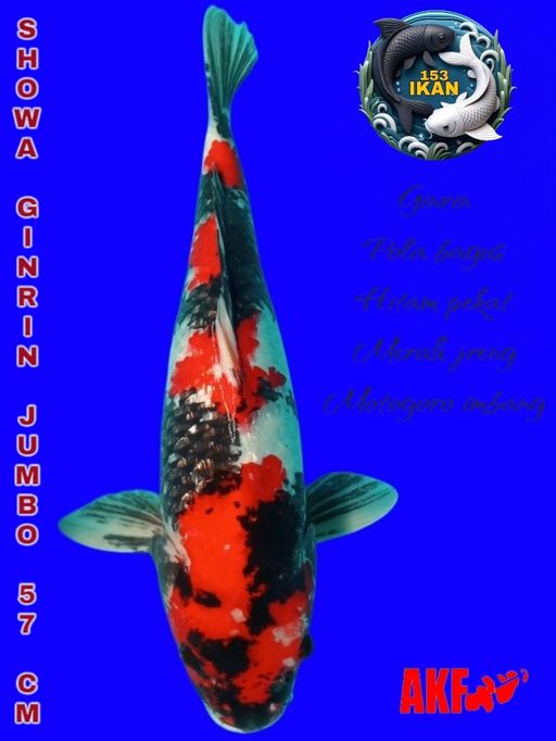 Lelang Koi Online, Jual Beli Ikan Koi, Pusat Jual Beli Koi, Info Lelang Koi Hari Ini, Platform Jual Beli Koi, Jual Beli Ikan Koi Online, Marketplace Ikan Koi, Jual Koi Terbaik, Tempat Beli Koi Berkualitas, Pasar Ikan Koi Online Terpercaya, Penjual Ikan Koi Terpercaya, Beli Koi Hias Online, Ikan Koi untuk Dijual, Koi Kualitas Terbaik, Toko Online Ikan Koi, Koi Hias Untuk Dijual, Jual Beli Ikan Koi Lokal, Koi Indonesia Online, Pusat Jual Beli Koi Terbesar