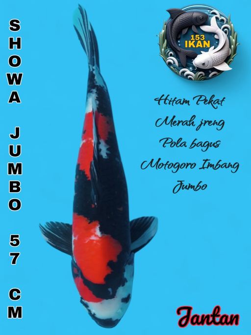 Lelang Koi Online, Jual Beli Ikan Koi, Pusat Jual Beli Koi, Info Lelang Koi Hari Ini, Platform Jual Beli Koi, Jual Beli Ikan Koi Online, Marketplace Ikan Koi, Jual Koi Terbaik, Tempat Beli Koi Berkualitas, Pasar Ikan Koi Online Terpercaya, Penjual Ikan Koi Terpercaya, Beli Koi Hias Online, Ikan Koi untuk Dijual, Koi Kualitas Terbaik, Toko Online Ikan Koi, Koi Hias Untuk Dijual, Jual Beli Ikan Koi Lokal, Koi Indonesia Online, Pusat Jual Beli Koi Terbesar