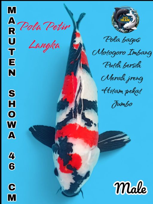 Lelang Koi Online, Jual Beli Ikan Koi, Pusat Jual Beli Koi, Info Lelang Koi Hari Ini, Platform Jual Beli Koi, Jual Beli Ikan Koi Online, Marketplace Ikan Koi, Jual Koi Terbaik, Tempat Beli Koi Berkualitas, Pasar Ikan Koi Online Terpercaya, Penjual Ikan Koi Terpercaya, Beli Koi Hias Online, Ikan Koi untuk Dijual, Koi Kualitas Terbaik, Toko Online Ikan Koi, Koi Hias Untuk Dijual, Jual Beli Ikan Koi Lokal, Koi Indonesia Online, Pusat Jual Beli Koi Terbesar
