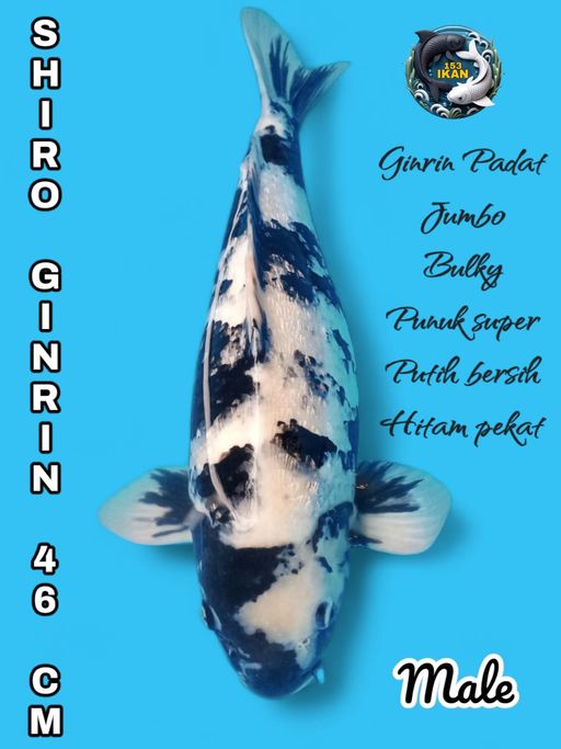 Lelang Koi Online, Jual Beli Ikan Koi, Pusat Jual Beli Koi, Info Lelang Koi Hari Ini, Platform Jual Beli Koi, Jual Beli Ikan Koi Online, Marketplace Ikan Koi, Jual Koi Terbaik, Tempat Beli Koi Berkualitas, Pasar Ikan Koi Online Terpercaya, Penjual Ikan Koi Terpercaya, Beli Koi Hias Online, Ikan Koi untuk Dijual, Koi Kualitas Terbaik, Toko Online Ikan Koi, Koi Hias Untuk Dijual, Jual Beli Ikan Koi Lokal, Koi Indonesia Online, Pusat Jual Beli Koi Terbesar