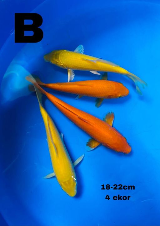 Lelang Koi Online, Jual Beli Ikan Koi, Pusat Jual Beli Koi, Info Lelang Koi Hari Ini, Platform Jual Beli Koi, Jual Beli Ikan Koi Online, Marketplace Ikan Koi, Jual Koi Terbaik, Tempat Beli Koi Berkualitas, Pasar Ikan Koi Online Terpercaya, Penjual Ikan Koi Terpercaya, Beli Koi Hias Online, Ikan Koi untuk Dijual, Koi Kualitas Terbaik, Toko Online Ikan Koi, Koi Hias Untuk Dijual, Jual Beli Ikan Koi Lokal, Koi Indonesia Online, Pusat Jual Beli Koi Terbesar