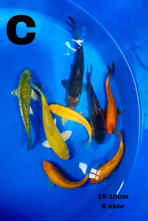 Lelang Koi Online, Jual Beli Ikan Koi, Pusat Jual Beli Koi, Info Lelang Koi Hari Ini, Platform Jual Beli Koi, Jual Beli Ikan Koi Online, Marketplace Ikan Koi, Jual Koi Terbaik, Tempat Beli Koi Berkualitas, Pasar Ikan Koi Online Terpercaya, Penjual Ikan Koi Terpercaya, Beli Koi Hias Online, Ikan Koi untuk Dijual, Koi Kualitas Terbaik, Toko Online Ikan Koi, Koi Hias Untuk Dijual, Jual Beli Ikan Koi Lokal, Koi Indonesia Online, Pusat Jual Beli Koi Terbesar
