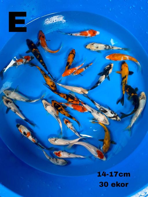 Lelang Koi Online, Jual Beli Ikan Koi, Pusat Jual Beli Koi, Info Lelang Koi Hari Ini, Platform Jual Beli Koi, Jual Beli Ikan Koi Online, Marketplace Ikan Koi, Jual Koi Terbaik, Tempat Beli Koi Berkualitas, Pasar Ikan Koi Online Terpercaya, Penjual Ikan Koi Terpercaya, Beli Koi Hias Online, Ikan Koi untuk Dijual, Koi Kualitas Terbaik, Toko Online Ikan Koi, Koi Hias Untuk Dijual, Jual Beli Ikan Koi Lokal, Koi Indonesia Online, Pusat Jual Beli Koi Terbesar