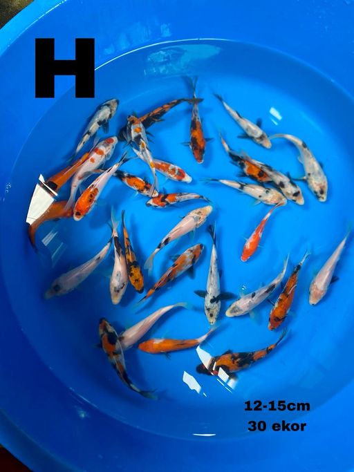 Lelang Koi Online, Jual Beli Ikan Koi, Pusat Jual Beli Koi, Info Lelang Koi Hari Ini, Platform Jual Beli Koi, Jual Beli Ikan Koi Online, Marketplace Ikan Koi, Jual Koi Terbaik, Tempat Beli Koi Berkualitas, Pasar Ikan Koi Online Terpercaya, Penjual Ikan Koi Terpercaya, Beli Koi Hias Online, Ikan Koi untuk Dijual, Koi Kualitas Terbaik, Toko Online Ikan Koi, Koi Hias Untuk Dijual, Jual Beli Ikan Koi Lokal, Koi Indonesia Online, Pusat Jual Beli Koi Terbesar