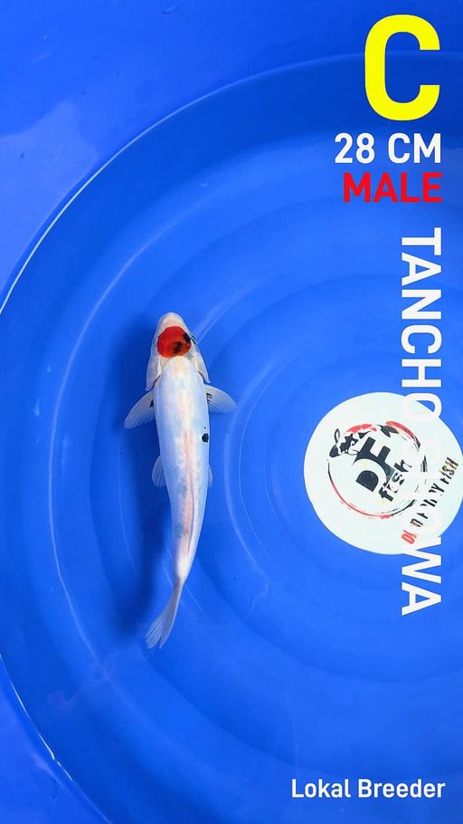 Lelang Koi Online, Jual Beli Ikan Koi, Pusat Jual Beli Koi, Info Lelang Koi Hari Ini, Platform Jual Beli Koi, Jual Beli Ikan Koi Online, Marketplace Ikan Koi, Jual Koi Terbaik, Tempat Beli Koi Berkualitas, Pasar Ikan Koi Online Terpercaya, Penjual Ikan Koi Terpercaya, Beli Koi Hias Online, Ikan Koi untuk Dijual, Koi Kualitas Terbaik, Toko Online Ikan Koi, Koi Hias Untuk Dijual, Jual Beli Ikan Koi Lokal, Koi Indonesia Online, Pusat Jual Beli Koi Terbesar