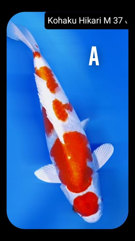 Lelang Koi Online, Jual Beli Ikan Koi, Pusat Jual Beli Koi, Info Lelang Koi Hari Ini, Platform Jual Beli Koi, Jual Beli Ikan Koi Online, Marketplace Ikan Koi, Jual Koi Terbaik, Tempat Beli Koi Berkualitas, Pasar Ikan Koi Online Terpercaya, Penjual Ikan Koi Terpercaya, Beli Koi Hias Online, Ikan Koi untuk Dijual, Koi Kualitas Terbaik, Toko Online Ikan Koi, Koi Hias Untuk Dijual, Jual Beli Ikan Koi Lokal, Koi Indonesia Online, Pusat Jual Beli Koi Terbesar