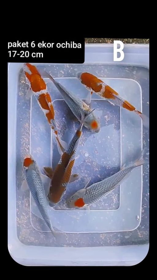 Lelang Koi Online, Jual Beli Ikan Koi, Pusat Jual Beli Koi, Info Lelang Koi Hari Ini, Platform Jual Beli Koi, Jual Beli Ikan Koi Online, Marketplace Ikan Koi, Jual Koi Terbaik, Tempat Beli Koi Berkualitas, Pasar Ikan Koi Online Terpercaya, Penjual Ikan Koi Terpercaya, Beli Koi Hias Online, Ikan Koi untuk Dijual, Koi Kualitas Terbaik, Toko Online Ikan Koi, Koi Hias Untuk Dijual, Jual Beli Ikan Koi Lokal, Koi Indonesia Online, Pusat Jual Beli Koi Terbesar