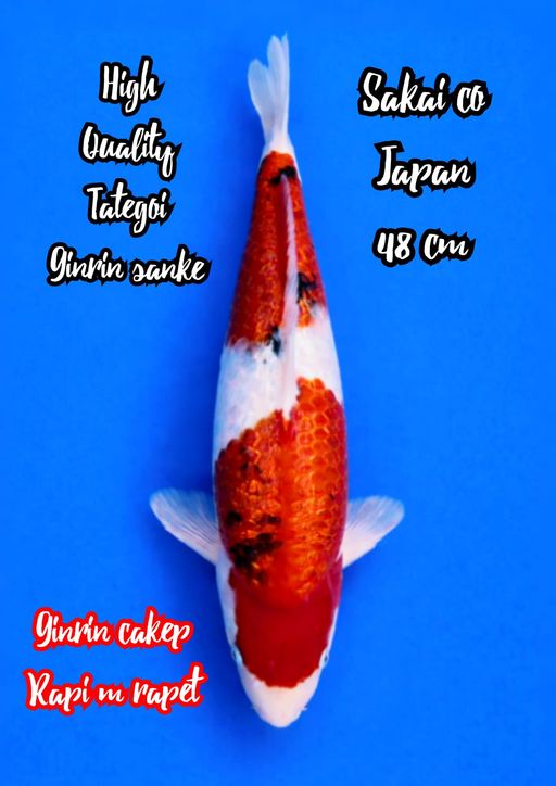 Lelang Koi Online, Jual Beli Ikan Koi, Pusat Jual Beli Koi, Info Lelang Koi Hari Ini, Platform Jual Beli Koi, Jual Beli Ikan Koi Online, Marketplace Ikan Koi, Jual Koi Terbaik, Tempat Beli Koi Berkualitas, Pasar Ikan Koi Online Terpercaya, Penjual Ikan Koi Terpercaya, Beli Koi Hias Online, Ikan Koi untuk Dijual, Koi Kualitas Terbaik, Toko Online Ikan Koi, Koi Hias Untuk Dijual, Jual Beli Ikan Koi Lokal, Koi Indonesia Online, Pusat Jual Beli Koi Terbesar