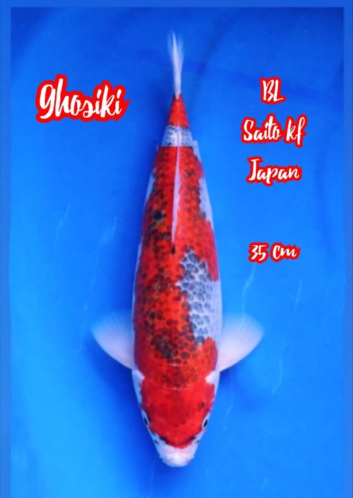 Lelang Koi Online, Jual Beli Ikan Koi, Pusat Jual Beli Koi, Info Lelang Koi Hari Ini, Platform Jual Beli Koi, Jual Beli Ikan Koi Online, Marketplace Ikan Koi, Jual Koi Terbaik, Tempat Beli Koi Berkualitas, Pasar Ikan Koi Online Terpercaya, Penjual Ikan Koi Terpercaya, Beli Koi Hias Online, Ikan Koi untuk Dijual, Koi Kualitas Terbaik, Toko Online Ikan Koi, Koi Hias Untuk Dijual, Jual Beli Ikan Koi Lokal, Koi Indonesia Online, Pusat Jual Beli Koi Terbesar