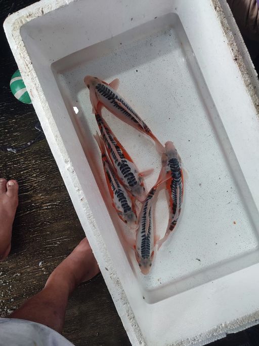 Lelang Koi Online, Jual Beli Ikan Koi, Pusat Jual Beli Koi, Info Lelang Koi Hari Ini, Platform Jual Beli Koi, Jual Beli Ikan Koi Online, Marketplace Ikan Koi, Jual Koi Terbaik, Tempat Beli Koi Berkualitas, Pasar Ikan Koi Online Terpercaya, Penjual Ikan Koi Terpercaya, Beli Koi Hias Online, Ikan Koi untuk Dijual, Koi Kualitas Terbaik, Toko Online Ikan Koi, Koi Hias Untuk Dijual, Jual Beli Ikan Koi Lokal, Koi Indonesia Online, Pusat Jual Beli Koi Terbesar