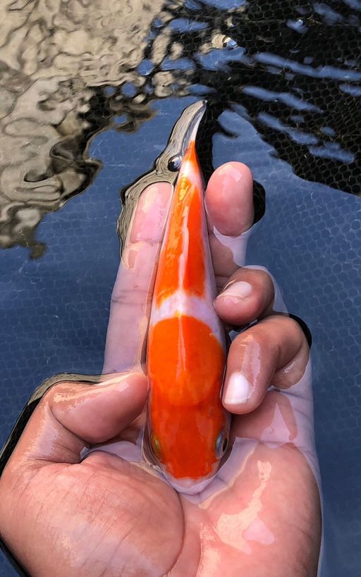 Lelang Koi Online, Jual Beli Ikan Koi, Pusat Jual Beli Koi, Info Lelang Koi Hari Ini, Platform Jual Beli Koi, Jual Beli Ikan Koi Online, Marketplace Ikan Koi, Jual Koi Terbaik, Tempat Beli Koi Berkualitas, Pasar Ikan Koi Online Terpercaya, Penjual Ikan Koi Terpercaya, Beli Koi Hias Online, Ikan Koi untuk Dijual, Koi Kualitas Terbaik, Toko Online Ikan Koi, Koi Hias Untuk Dijual, Jual Beli Ikan Koi Lokal, Koi Indonesia Online, Pusat Jual Beli Koi Terbesar