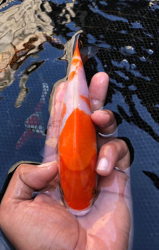 Lelang Koi Online, Jual Beli Ikan Koi, Pusat Jual Beli Koi, Info Lelang Koi Hari Ini, Platform Jual Beli Koi, Jual Beli Ikan Koi Online, Marketplace Ikan Koi, Jual Koi Terbaik, Tempat Beli Koi Berkualitas, Pasar Ikan Koi Online Terpercaya, Penjual Ikan Koi Terpercaya, Beli Koi Hias Online, Ikan Koi untuk Dijual, Koi Kualitas Terbaik, Toko Online Ikan Koi, Koi Hias Untuk Dijual, Jual Beli Ikan Koi Lokal, Koi Indonesia Online, Pusat Jual Beli Koi Terbesar