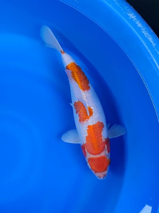 Lelang Koi Online, Jual Beli Ikan Koi, Pusat Jual Beli Koi, Info Lelang Koi Hari Ini, Platform Jual Beli Koi, Jual Beli Ikan Koi Online, Marketplace Ikan Koi, Jual Koi Terbaik, Tempat Beli Koi Berkualitas, Pasar Ikan Koi Online Terpercaya, Penjual Ikan Koi Terpercaya, Beli Koi Hias Online, Ikan Koi untuk Dijual, Koi Kualitas Terbaik, Toko Online Ikan Koi, Koi Hias Untuk Dijual, Jual Beli Ikan Koi Lokal, Koi Indonesia Online, Pusat Jual Beli Koi Terbesar