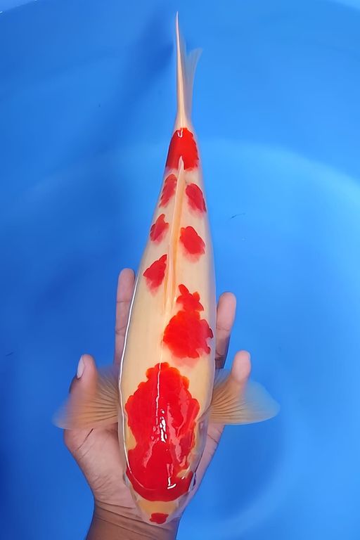 Lelang Koi Online, Jual Beli Ikan Koi, Pusat Jual Beli Koi, Info Lelang Koi Hari Ini, Platform Jual Beli Koi, Jual Beli Ikan Koi Online, Marketplace Ikan Koi, Jual Koi Terbaik, Tempat Beli Koi Berkualitas, Pasar Ikan Koi Online Terpercaya, Penjual Ikan Koi Terpercaya, Beli Koi Hias Online, Ikan Koi untuk Dijual, Koi Kualitas Terbaik, Toko Online Ikan Koi, Koi Hias Untuk Dijual, Jual Beli Ikan Koi Lokal, Koi Indonesia Online, Pusat Jual Beli Koi Terbesar