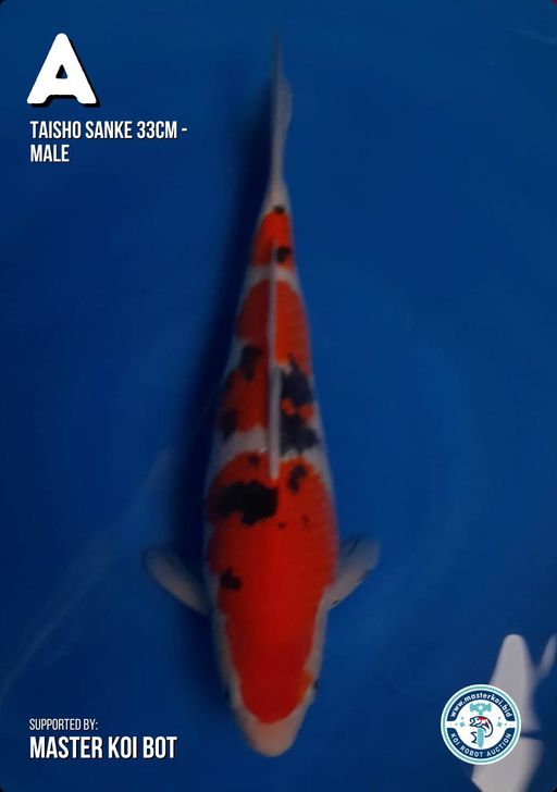 Lelang Koi Online, Jual Beli Ikan Koi, Pusat Jual Beli Koi, Info Lelang Koi Hari Ini, Platform Jual Beli Koi, Jual Beli Ikan Koi Online, Marketplace Ikan Koi, Jual Koi Terbaik, Tempat Beli Koi Berkualitas, Pasar Ikan Koi Online Terpercaya, Penjual Ikan Koi Terpercaya, Beli Koi Hias Online, Ikan Koi untuk Dijual, Koi Kualitas Terbaik, Toko Online Ikan Koi, Koi Hias Untuk Dijual, Jual Beli Ikan Koi Lokal, Koi Indonesia Online, Pusat Jual Beli Koi Terbesar