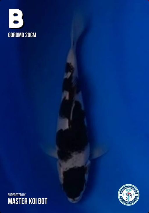 Lelang Koi Online, Jual Beli Ikan Koi, Pusat Jual Beli Koi, Info Lelang Koi Hari Ini, Platform Jual Beli Koi, Jual Beli Ikan Koi Online, Marketplace Ikan Koi, Jual Koi Terbaik, Tempat Beli Koi Berkualitas, Pasar Ikan Koi Online Terpercaya, Penjual Ikan Koi Terpercaya, Beli Koi Hias Online, Ikan Koi untuk Dijual, Koi Kualitas Terbaik, Toko Online Ikan Koi, Koi Hias Untuk Dijual, Jual Beli Ikan Koi Lokal, Koi Indonesia Online, Pusat Jual Beli Koi Terbesar