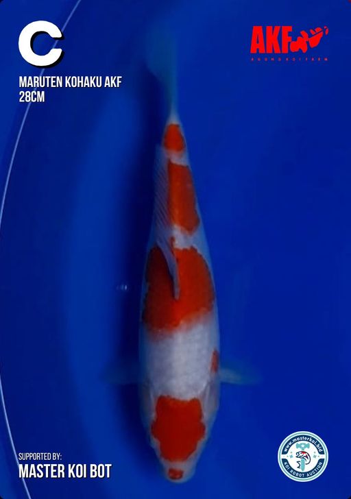 Lelang Koi Online, Jual Beli Ikan Koi, Pusat Jual Beli Koi, Info Lelang Koi Hari Ini, Platform Jual Beli Koi, Jual Beli Ikan Koi Online, Marketplace Ikan Koi, Jual Koi Terbaik, Tempat Beli Koi Berkualitas, Pasar Ikan Koi Online Terpercaya, Penjual Ikan Koi Terpercaya, Beli Koi Hias Online, Ikan Koi untuk Dijual, Koi Kualitas Terbaik, Toko Online Ikan Koi, Koi Hias Untuk Dijual, Jual Beli Ikan Koi Lokal, Koi Indonesia Online, Pusat Jual Beli Koi Terbesar