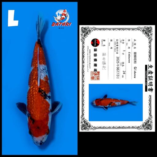 Lelang Koi Online, Jual Beli Ikan Koi, Pusat Jual Beli Koi, Info Lelang Koi Hari Ini, Platform Jual Beli Koi, Jual Beli Ikan Koi Online, Marketplace Ikan Koi, Jual Koi Terbaik, Tempat Beli Koi Berkualitas, Pasar Ikan Koi Online Terpercaya, Penjual Ikan Koi Terpercaya, Beli Koi Hias Online, Ikan Koi untuk Dijual, Koi Kualitas Terbaik, Toko Online Ikan Koi, Koi Hias Untuk Dijual, Jual Beli Ikan Koi Lokal, Koi Indonesia Online, Pusat Jual Beli Koi Terbesar