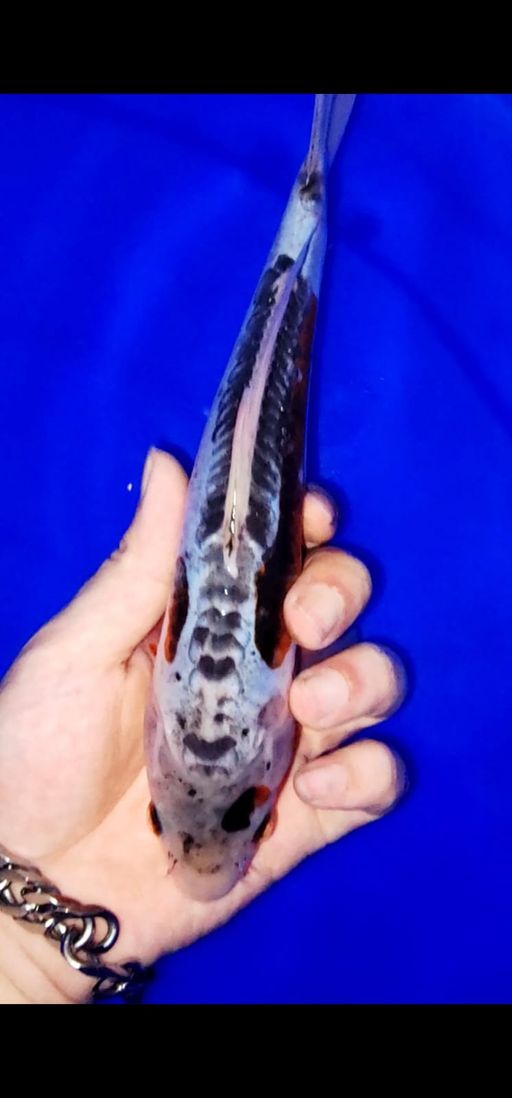 Lelang Koi Online, Jual Beli Ikan Koi, Pusat Jual Beli Koi, Info Lelang Koi Hari Ini, Platform Jual Beli Koi, Jual Beli Ikan Koi Online, Marketplace Ikan Koi, Jual Koi Terbaik, Tempat Beli Koi Berkualitas, Pasar Ikan Koi Online Terpercaya, Penjual Ikan Koi Terpercaya, Beli Koi Hias Online, Ikan Koi untuk Dijual, Koi Kualitas Terbaik, Toko Online Ikan Koi, Koi Hias Untuk Dijual, Jual Beli Ikan Koi Lokal, Koi Indonesia Online, Pusat Jual Beli Koi Terbesar