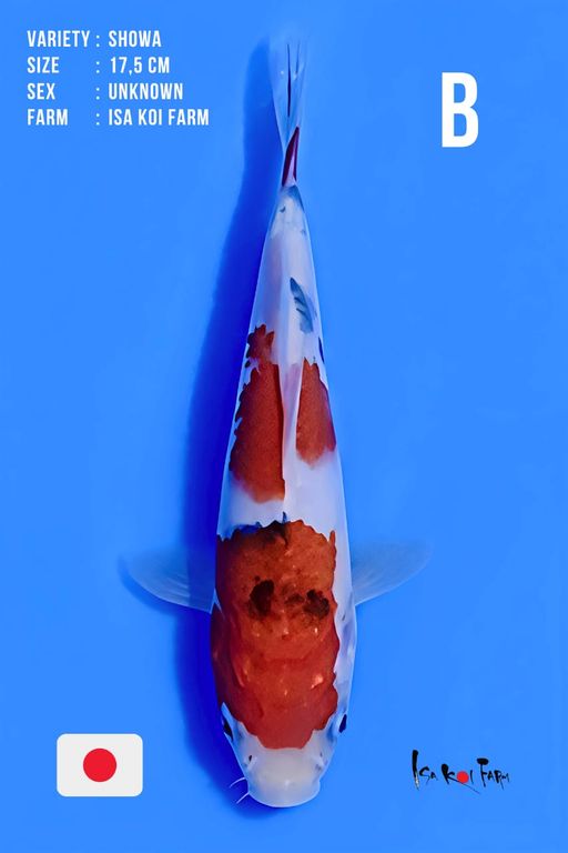 Lelang Koi Online, Jual Beli Ikan Koi, Pusat Jual Beli Koi, Info Lelang Koi Hari Ini, Platform Jual Beli Koi, Jual Beli Ikan Koi Online, Marketplace Ikan Koi, Jual Koi Terbaik, Tempat Beli Koi Berkualitas, Pasar Ikan Koi Online Terpercaya, Penjual Ikan Koi Terpercaya, Beli Koi Hias Online, Ikan Koi untuk Dijual, Koi Kualitas Terbaik, Toko Online Ikan Koi, Koi Hias Untuk Dijual, Jual Beli Ikan Koi Lokal, Koi Indonesia Online, Pusat Jual Beli Koi Terbesar