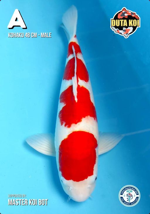 Lelang Koi Online, Jual Beli Ikan Koi, Pusat Jual Beli Koi, Info Lelang Koi Hari Ini, Platform Jual Beli Koi, Jual Beli Ikan Koi Online, Marketplace Ikan Koi, Jual Koi Terbaik, Tempat Beli Koi Berkualitas, Pasar Ikan Koi Online Terpercaya, Penjual Ikan Koi Terpercaya, Beli Koi Hias Online, Ikan Koi untuk Dijual, Koi Kualitas Terbaik, Toko Online Ikan Koi, Koi Hias Untuk Dijual, Jual Beli Ikan Koi Lokal, Koi Indonesia Online, Pusat Jual Beli Koi Terbesar