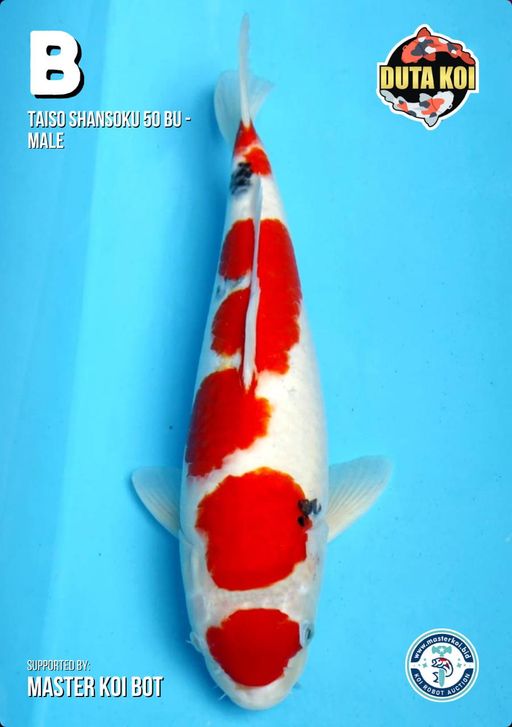 Lelang Koi Online, Jual Beli Ikan Koi, Pusat Jual Beli Koi, Info Lelang Koi Hari Ini, Platform Jual Beli Koi, Jual Beli Ikan Koi Online, Marketplace Ikan Koi, Jual Koi Terbaik, Tempat Beli Koi Berkualitas, Pasar Ikan Koi Online Terpercaya, Penjual Ikan Koi Terpercaya, Beli Koi Hias Online, Ikan Koi untuk Dijual, Koi Kualitas Terbaik, Toko Online Ikan Koi, Koi Hias Untuk Dijual, Jual Beli Ikan Koi Lokal, Koi Indonesia Online, Pusat Jual Beli Koi Terbesar