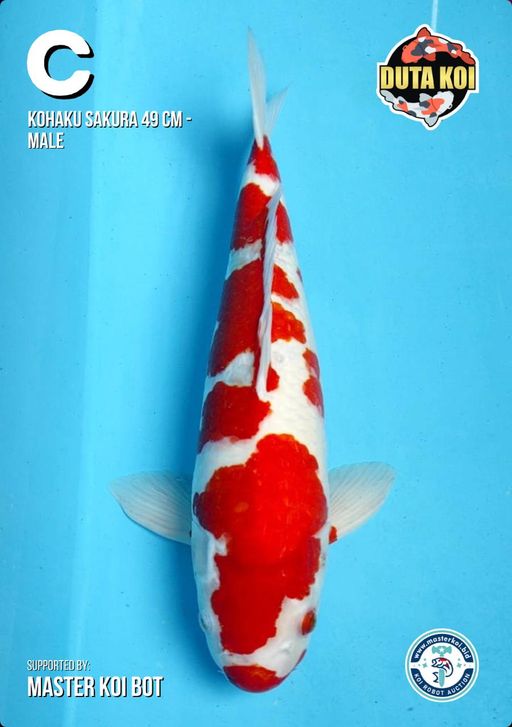 Lelang Koi Online, Jual Beli Ikan Koi, Pusat Jual Beli Koi, Info Lelang Koi Hari Ini, Platform Jual Beli Koi, Jual Beli Ikan Koi Online, Marketplace Ikan Koi, Jual Koi Terbaik, Tempat Beli Koi Berkualitas, Pasar Ikan Koi Online Terpercaya, Penjual Ikan Koi Terpercaya, Beli Koi Hias Online, Ikan Koi untuk Dijual, Koi Kualitas Terbaik, Toko Online Ikan Koi, Koi Hias Untuk Dijual, Jual Beli Ikan Koi Lokal, Koi Indonesia Online, Pusat Jual Beli Koi Terbesar