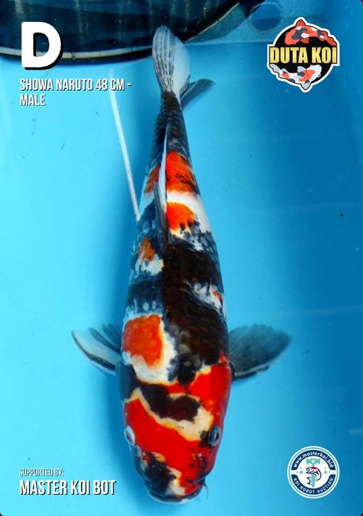 Lelang Koi Online, Jual Beli Ikan Koi, Pusat Jual Beli Koi, Info Lelang Koi Hari Ini, Platform Jual Beli Koi, Jual Beli Ikan Koi Online, Marketplace Ikan Koi, Jual Koi Terbaik, Tempat Beli Koi Berkualitas, Pasar Ikan Koi Online Terpercaya, Penjual Ikan Koi Terpercaya, Beli Koi Hias Online, Ikan Koi untuk Dijual, Koi Kualitas Terbaik, Toko Online Ikan Koi, Koi Hias Untuk Dijual, Jual Beli Ikan Koi Lokal, Koi Indonesia Online, Pusat Jual Beli Koi Terbesar