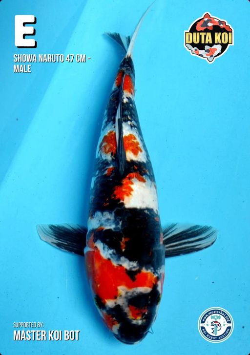 Lelang Koi Online, Jual Beli Ikan Koi, Pusat Jual Beli Koi, Info Lelang Koi Hari Ini, Platform Jual Beli Koi, Jual Beli Ikan Koi Online, Marketplace Ikan Koi, Jual Koi Terbaik, Tempat Beli Koi Berkualitas, Pasar Ikan Koi Online Terpercaya, Penjual Ikan Koi Terpercaya, Beli Koi Hias Online, Ikan Koi untuk Dijual, Koi Kualitas Terbaik, Toko Online Ikan Koi, Koi Hias Untuk Dijual, Jual Beli Ikan Koi Lokal, Koi Indonesia Online, Pusat Jual Beli Koi Terbesar