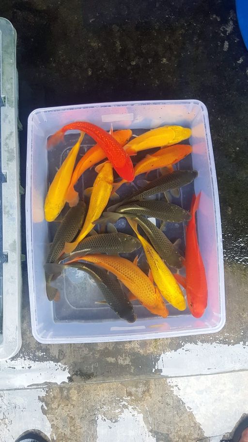 Lelang Koi Online, Jual Beli Ikan Koi, Pusat Jual Beli Koi, Info Lelang Koi Hari Ini, Platform Jual Beli Koi, Jual Beli Ikan Koi Online, Marketplace Ikan Koi, Jual Koi Terbaik, Tempat Beli Koi Berkualitas, Pasar Ikan Koi Online Terpercaya, Penjual Ikan Koi Terpercaya, Beli Koi Hias Online, Ikan Koi untuk Dijual, Koi Kualitas Terbaik, Toko Online Ikan Koi, Koi Hias Untuk Dijual, Jual Beli Ikan Koi Lokal, Koi Indonesia Online, Pusat Jual Beli Koi Terbesar