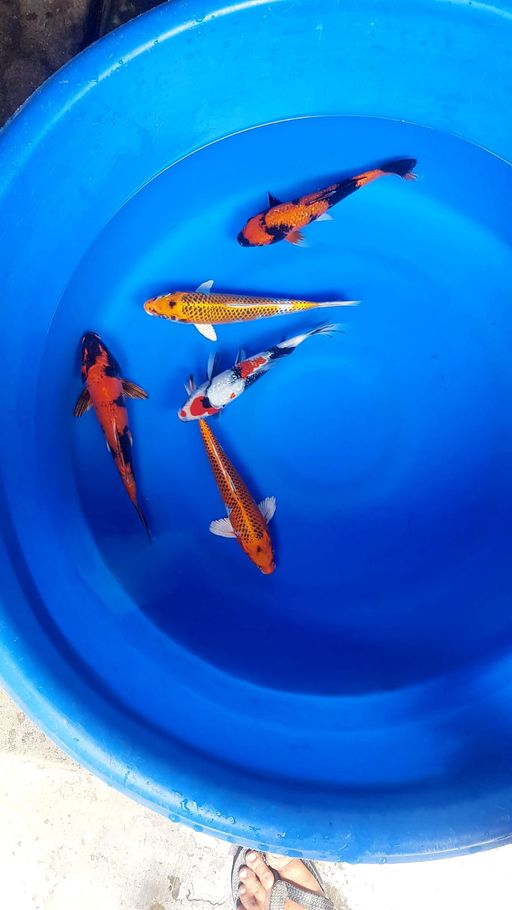 Lelang Koi Online, Jual Beli Ikan Koi, Pusat Jual Beli Koi, Info Lelang Koi Hari Ini, Platform Jual Beli Koi, Jual Beli Ikan Koi Online, Marketplace Ikan Koi, Jual Koi Terbaik, Tempat Beli Koi Berkualitas, Pasar Ikan Koi Online Terpercaya, Penjual Ikan Koi Terpercaya, Beli Koi Hias Online, Ikan Koi untuk Dijual, Koi Kualitas Terbaik, Toko Online Ikan Koi, Koi Hias Untuk Dijual, Jual Beli Ikan Koi Lokal, Koi Indonesia Online, Pusat Jual Beli Koi Terbesar