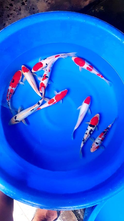 Lelang Koi Online, Jual Beli Ikan Koi, Pusat Jual Beli Koi, Info Lelang Koi Hari Ini, Platform Jual Beli Koi, Jual Beli Ikan Koi Online, Marketplace Ikan Koi, Jual Koi Terbaik, Tempat Beli Koi Berkualitas, Pasar Ikan Koi Online Terpercaya, Penjual Ikan Koi Terpercaya, Beli Koi Hias Online, Ikan Koi untuk Dijual, Koi Kualitas Terbaik, Toko Online Ikan Koi, Koi Hias Untuk Dijual, Jual Beli Ikan Koi Lokal, Koi Indonesia Online, Pusat Jual Beli Koi Terbesar