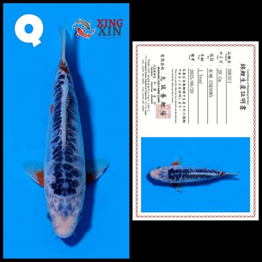 Lelang Koi Online, Jual Beli Ikan Koi, Pusat Jual Beli Koi, Info Lelang Koi Hari Ini, Platform Jual Beli Koi, Jual Beli Ikan Koi Online, Marketplace Ikan Koi, Jual Koi Terbaik, Tempat Beli Koi Berkualitas, Pasar Ikan Koi Online Terpercaya, Penjual Ikan Koi Terpercaya, Beli Koi Hias Online, Ikan Koi untuk Dijual, Koi Kualitas Terbaik, Toko Online Ikan Koi, Koi Hias Untuk Dijual, Jual Beli Ikan Koi Lokal, Koi Indonesia Online, Pusat Jual Beli Koi Terbesar