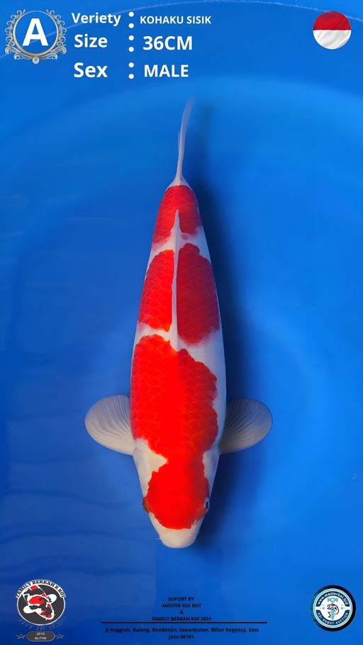 Lelang Koi Online, Jual Beli Ikan Koi, Pusat Jual Beli Koi, Info Lelang Koi Hari Ini, Platform Jual Beli Koi, Jual Beli Ikan Koi Online, Marketplace Ikan Koi, Jual Koi Terbaik, Tempat Beli Koi Berkualitas, Pasar Ikan Koi Online Terpercaya, Penjual Ikan Koi Terpercaya, Beli Koi Hias Online, Ikan Koi untuk Dijual, Koi Kualitas Terbaik, Toko Online Ikan Koi, Koi Hias Untuk Dijual, Jual Beli Ikan Koi Lokal, Koi Indonesia Online, Pusat Jual Beli Koi Terbesar