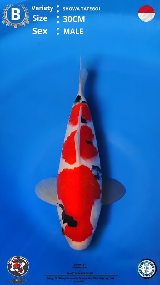 Lelang Koi Online, Jual Beli Ikan Koi, Pusat Jual Beli Koi, Info Lelang Koi Hari Ini, Platform Jual Beli Koi, Jual Beli Ikan Koi Online, Marketplace Ikan Koi, Jual Koi Terbaik, Tempat Beli Koi Berkualitas, Pasar Ikan Koi Online Terpercaya, Penjual Ikan Koi Terpercaya, Beli Koi Hias Online, Ikan Koi untuk Dijual, Koi Kualitas Terbaik, Toko Online Ikan Koi, Koi Hias Untuk Dijual, Jual Beli Ikan Koi Lokal, Koi Indonesia Online, Pusat Jual Beli Koi Terbesar