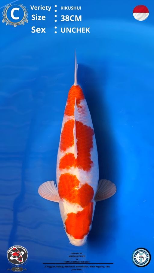 Lelang Koi Online, Jual Beli Ikan Koi, Pusat Jual Beli Koi, Info Lelang Koi Hari Ini, Platform Jual Beli Koi, Jual Beli Ikan Koi Online, Marketplace Ikan Koi, Jual Koi Terbaik, Tempat Beli Koi Berkualitas, Pasar Ikan Koi Online Terpercaya, Penjual Ikan Koi Terpercaya, Beli Koi Hias Online, Ikan Koi untuk Dijual, Koi Kualitas Terbaik, Toko Online Ikan Koi, Koi Hias Untuk Dijual, Jual Beli Ikan Koi Lokal, Koi Indonesia Online, Pusat Jual Beli Koi Terbesar