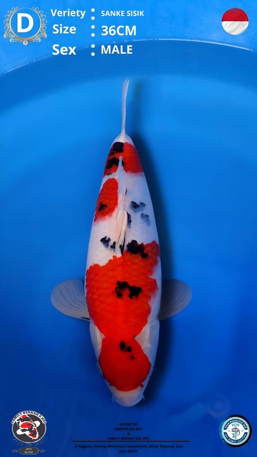 Lelang Koi Online, Jual Beli Ikan Koi, Pusat Jual Beli Koi, Info Lelang Koi Hari Ini, Platform Jual Beli Koi, Jual Beli Ikan Koi Online, Marketplace Ikan Koi, Jual Koi Terbaik, Tempat Beli Koi Berkualitas, Pasar Ikan Koi Online Terpercaya, Penjual Ikan Koi Terpercaya, Beli Koi Hias Online, Ikan Koi untuk Dijual, Koi Kualitas Terbaik, Toko Online Ikan Koi, Koi Hias Untuk Dijual, Jual Beli Ikan Koi Lokal, Koi Indonesia Online, Pusat Jual Beli Koi Terbesar