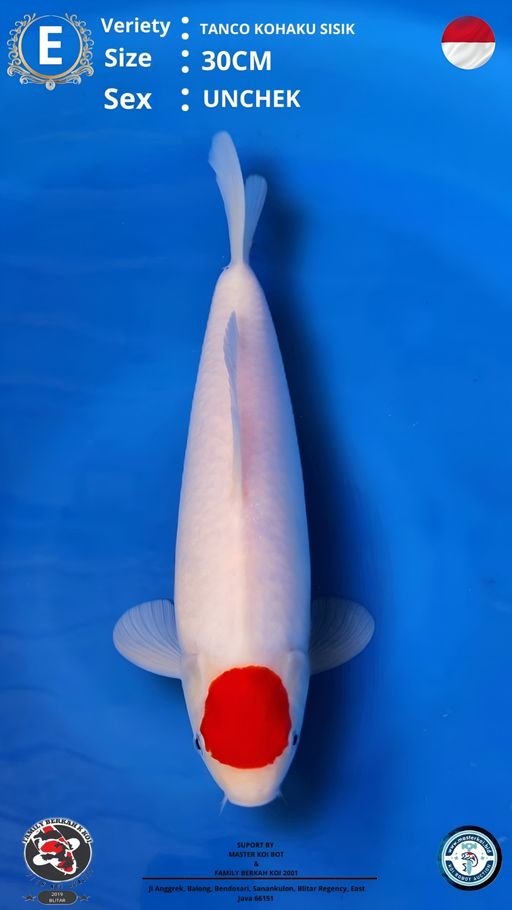 Lelang Koi Online, Jual Beli Ikan Koi, Pusat Jual Beli Koi, Info Lelang Koi Hari Ini, Platform Jual Beli Koi, Jual Beli Ikan Koi Online, Marketplace Ikan Koi, Jual Koi Terbaik, Tempat Beli Koi Berkualitas, Pasar Ikan Koi Online Terpercaya, Penjual Ikan Koi Terpercaya, Beli Koi Hias Online, Ikan Koi untuk Dijual, Koi Kualitas Terbaik, Toko Online Ikan Koi, Koi Hias Untuk Dijual, Jual Beli Ikan Koi Lokal, Koi Indonesia Online, Pusat Jual Beli Koi Terbesar