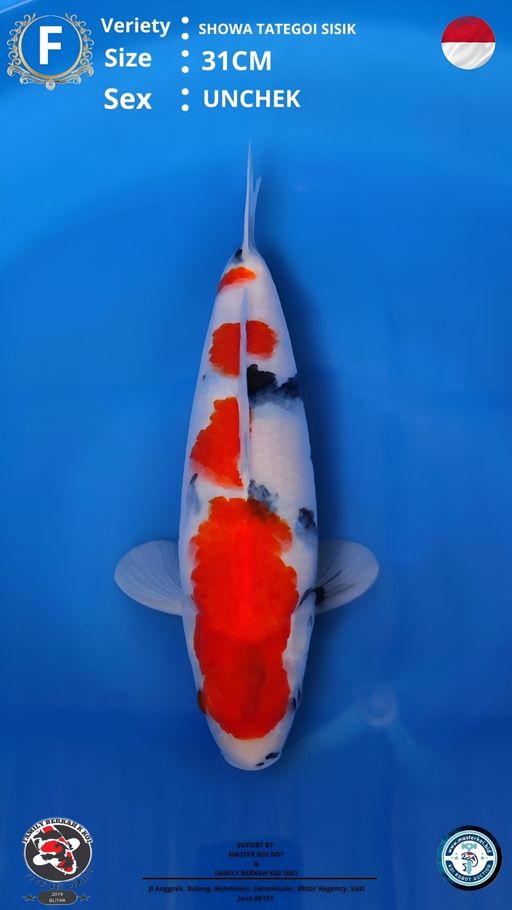 Lelang Koi Online, Jual Beli Ikan Koi, Pusat Jual Beli Koi, Info Lelang Koi Hari Ini, Platform Jual Beli Koi, Jual Beli Ikan Koi Online, Marketplace Ikan Koi, Jual Koi Terbaik, Tempat Beli Koi Berkualitas, Pasar Ikan Koi Online Terpercaya, Penjual Ikan Koi Terpercaya, Beli Koi Hias Online, Ikan Koi untuk Dijual, Koi Kualitas Terbaik, Toko Online Ikan Koi, Koi Hias Untuk Dijual, Jual Beli Ikan Koi Lokal, Koi Indonesia Online, Pusat Jual Beli Koi Terbesar
