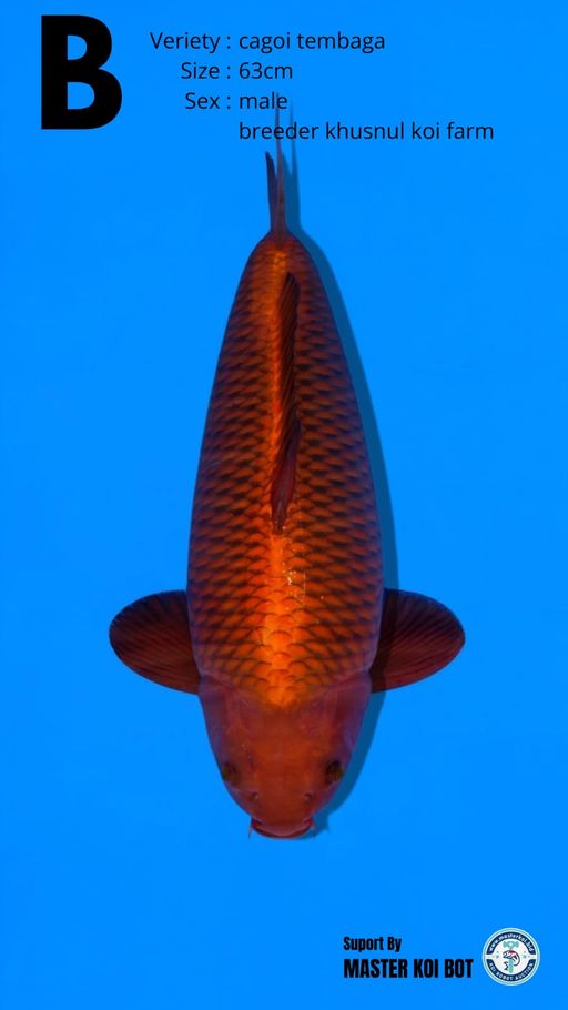 Lelang Koi Online, Jual Beli Ikan Koi, Pusat Jual Beli Koi, Info Lelang Koi Hari Ini, Platform Jual Beli Koi, Jual Beli Ikan Koi Online, Marketplace Ikan Koi, Jual Koi Terbaik, Tempat Beli Koi Berkualitas, Pasar Ikan Koi Online Terpercaya, Penjual Ikan Koi Terpercaya, Beli Koi Hias Online, Ikan Koi untuk Dijual, Koi Kualitas Terbaik, Toko Online Ikan Koi, Koi Hias Untuk Dijual, Jual Beli Ikan Koi Lokal, Koi Indonesia Online, Pusat Jual Beli Koi Terbesar