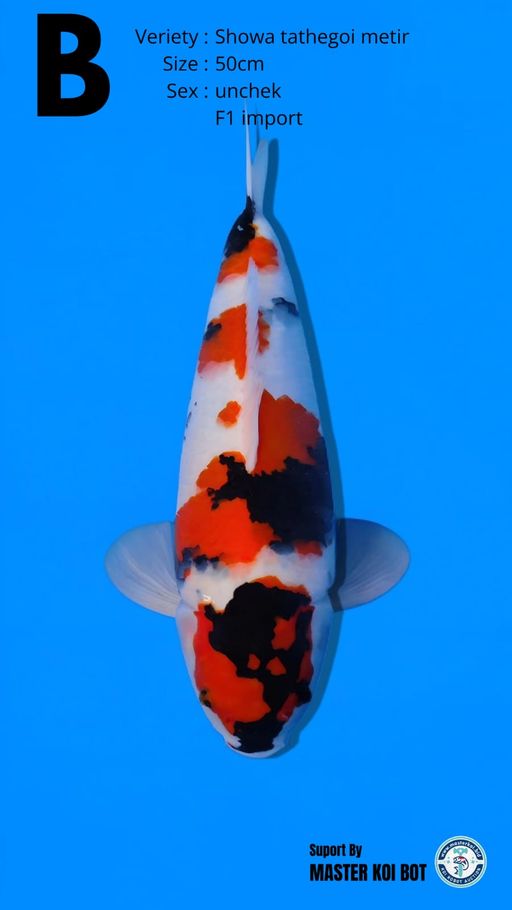 Lelang Koi Online, Jual Beli Ikan Koi, Pusat Jual Beli Koi, Info Lelang Koi Hari Ini, Platform Jual Beli Koi, Jual Beli Ikan Koi Online, Marketplace Ikan Koi, Jual Koi Terbaik, Tempat Beli Koi Berkualitas, Pasar Ikan Koi Online Terpercaya, Penjual Ikan Koi Terpercaya, Beli Koi Hias Online, Ikan Koi untuk Dijual, Koi Kualitas Terbaik, Toko Online Ikan Koi, Koi Hias Untuk Dijual, Jual Beli Ikan Koi Lokal, Koi Indonesia Online, Pusat Jual Beli Koi Terbesar