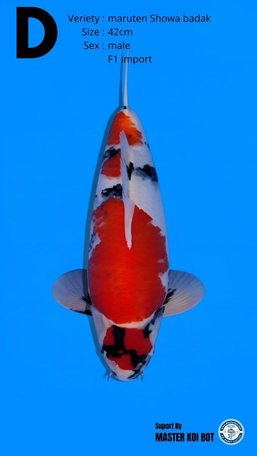 Lelang Koi Online, Jual Beli Ikan Koi, Pusat Jual Beli Koi, Info Lelang Koi Hari Ini, Platform Jual Beli Koi, Jual Beli Ikan Koi Online, Marketplace Ikan Koi, Jual Koi Terbaik, Tempat Beli Koi Berkualitas, Pasar Ikan Koi Online Terpercaya, Penjual Ikan Koi Terpercaya, Beli Koi Hias Online, Ikan Koi untuk Dijual, Koi Kualitas Terbaik, Toko Online Ikan Koi, Koi Hias Untuk Dijual, Jual Beli Ikan Koi Lokal, Koi Indonesia Online, Pusat Jual Beli Koi Terbesar