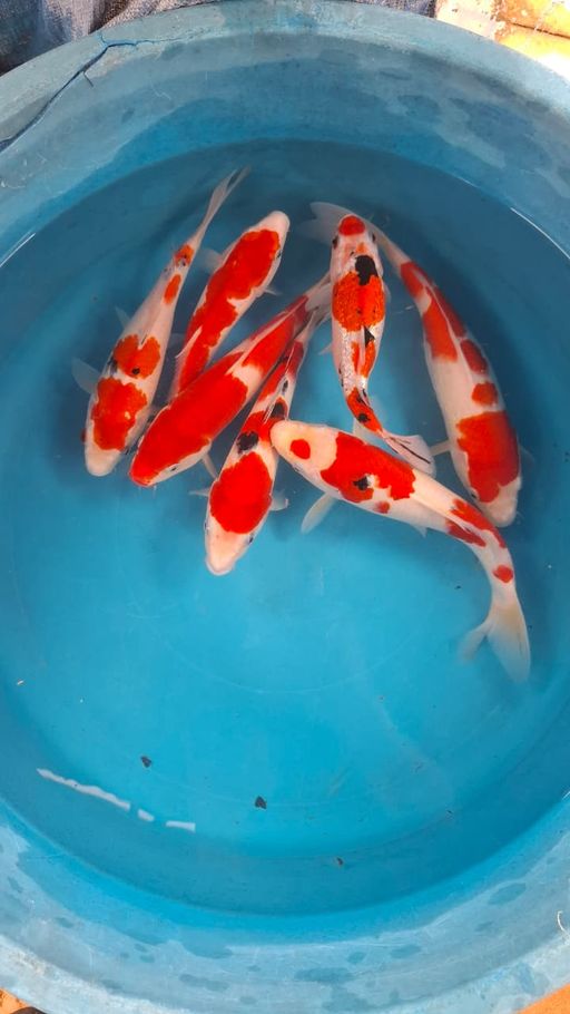 Lelang Koi Online, Jual Beli Ikan Koi, Pusat Jual Beli Koi, Info Lelang Koi Hari Ini, Platform Jual Beli Koi, Jual Beli Ikan Koi Online, Marketplace Ikan Koi, Jual Koi Terbaik, Tempat Beli Koi Berkualitas, Pasar Ikan Koi Online Terpercaya, Penjual Ikan Koi Terpercaya, Beli Koi Hias Online, Ikan Koi untuk Dijual, Koi Kualitas Terbaik, Toko Online Ikan Koi, Koi Hias Untuk Dijual, Jual Beli Ikan Koi Lokal, Koi Indonesia Online, Pusat Jual Beli Koi Terbesar