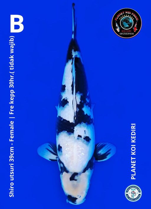 Lelang Koi Online, Jual Beli Ikan Koi, Pusat Jual Beli Koi, Info Lelang Koi Hari Ini, Platform Jual Beli Koi, Jual Beli Ikan Koi Online, Marketplace Ikan Koi, Jual Koi Terbaik, Tempat Beli Koi Berkualitas, Pasar Ikan Koi Online Terpercaya, Penjual Ikan Koi Terpercaya, Beli Koi Hias Online, Ikan Koi untuk Dijual, Koi Kualitas Terbaik, Toko Online Ikan Koi, Koi Hias Untuk Dijual, Jual Beli Ikan Koi Lokal, Koi Indonesia Online, Pusat Jual Beli Koi Terbesar