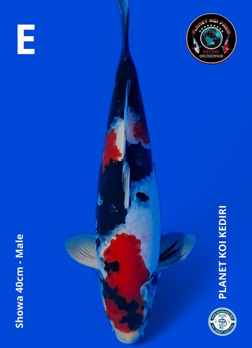 Lelang Koi Online, Jual Beli Ikan Koi, Pusat Jual Beli Koi, Info Lelang Koi Hari Ini, Platform Jual Beli Koi, Jual Beli Ikan Koi Online, Marketplace Ikan Koi, Jual Koi Terbaik, Tempat Beli Koi Berkualitas, Pasar Ikan Koi Online Terpercaya, Penjual Ikan Koi Terpercaya, Beli Koi Hias Online, Ikan Koi untuk Dijual, Koi Kualitas Terbaik, Toko Online Ikan Koi, Koi Hias Untuk Dijual, Jual Beli Ikan Koi Lokal, Koi Indonesia Online, Pusat Jual Beli Koi Terbesar