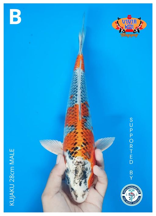 Lelang Koi Online, Jual Beli Ikan Koi, Pusat Jual Beli Koi, Info Lelang Koi Hari Ini, Platform Jual Beli Koi, Jual Beli Ikan Koi Online, Marketplace Ikan Koi, Jual Koi Terbaik, Tempat Beli Koi Berkualitas, Pasar Ikan Koi Online Terpercaya, Penjual Ikan Koi Terpercaya, Beli Koi Hias Online, Ikan Koi untuk Dijual, Koi Kualitas Terbaik, Toko Online Ikan Koi, Koi Hias Untuk Dijual, Jual Beli Ikan Koi Lokal, Koi Indonesia Online, Pusat Jual Beli Koi Terbesar